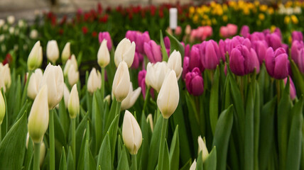 Field of vibrant tulips in bloom, showcasing white and magenta varieties in a greenhouse setting