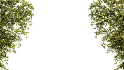 Framed Green Branches with Flowers on White Background © stanhert