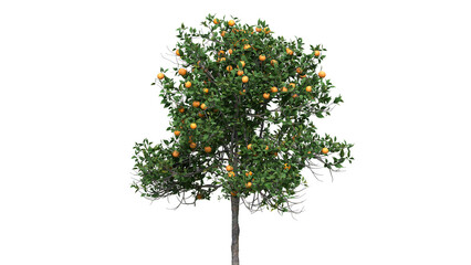 Lush Orange Tree Bearing Abundant Citrus Fruits © stanhert