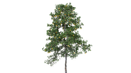 Lemon Tree with Yellow Fruit and Green Leaves on White Background