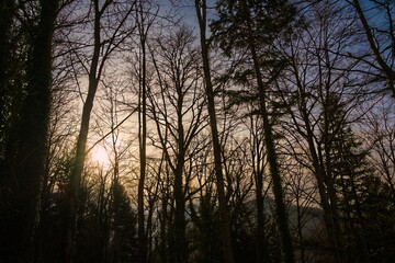 Naklejka premium wald