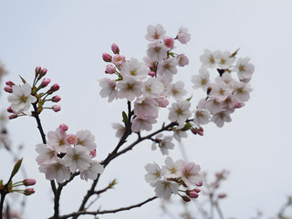 Obraz premium Delicate cherry blossoms on a branch soft pink petals blooming against a pale sky representing spring and new beginnings.