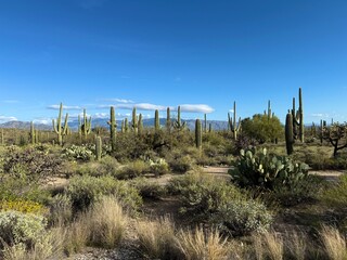 Fototapeta premium Sonoran Desert panorama with snow-capped mountains, Arizona