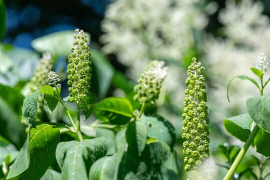 Close up of Indian pokeweed (phytolacca acinosa) flowers emerging into bloom