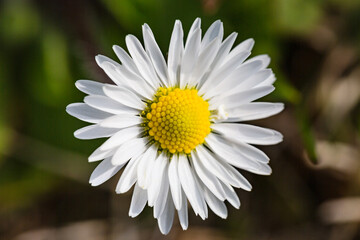Fototapeta premium Macro Close-Up of a White Daisy Flower in Bloom