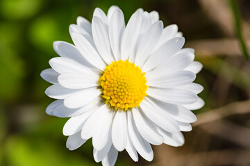 Fototapeta premium Macro Close-Up of a White Daisy Flower in Bloom