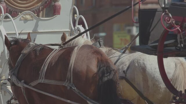A close-up view from behind showing two beautiful horses, one brown and one white, as they stand ready to pull an ornate horse-drawn carriage through a city street.