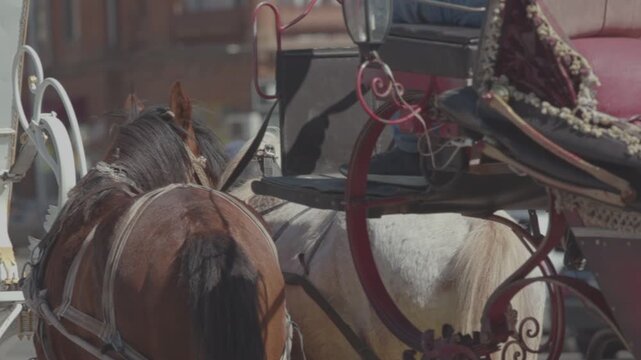 A close-up view from behind showing two beautiful horses, one brown and one white, as they stand ready to pull an ornate horse-drawn carriage through a city street.