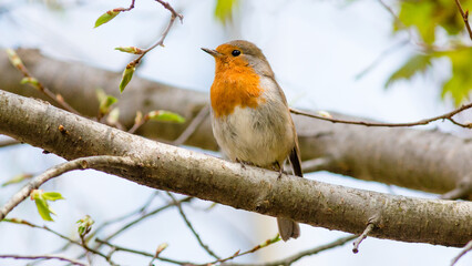 robin on a branch
