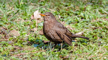 Fototapeta premium blackbird on the grass
