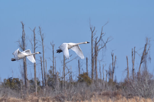 tundra swans taking flight