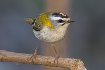 Common firecrest (Regulus ignicapilla)