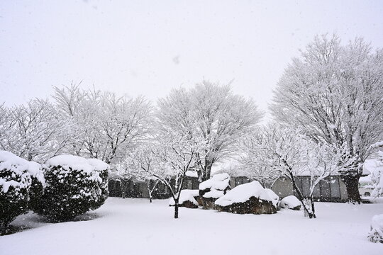 冬の雪に包まれた日本庭園（新潟県）