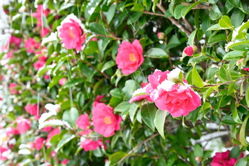 雪が降り積もるユキツバキの花