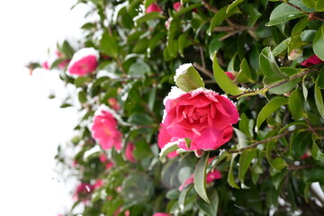 雪が降り積もるユキツバキの花