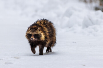 Tanuki raccoon dog walking through winter snow © Aleksander Bolbot