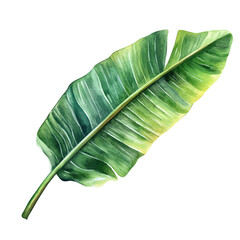 Plantain Leaf, watercolor vector depicting playful antics, isolated on a white background. © velora