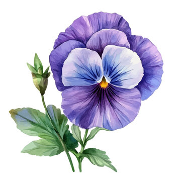 Pansy Flower, watercolor clipart showing delicate textures and whimsical forms, isolated on a white background.