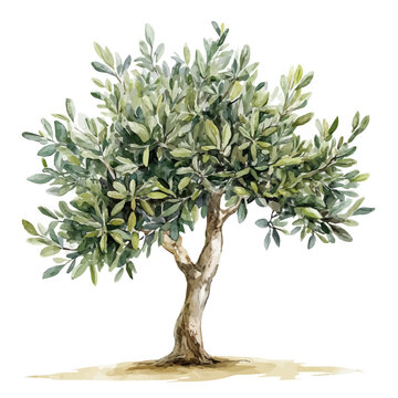 Olive Tree Sapling, watercolor clipart showing delicate textures and whimsical forms, isolated on a white background.