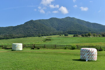 ひるぜんジャージーランド　岡山　牧場　牧草 © 頼朝