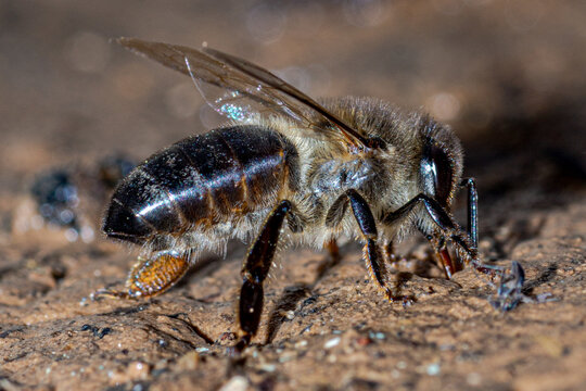 abeille