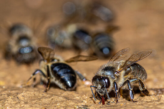 abeille