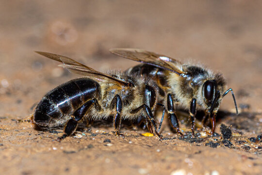 abeille