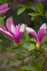 Obraz premium Vibrant pink Magnolia liliiflora blooming at the Center for Biological Diversity Conservation in Powsin. Elegant spring floral background with bright purple petals and green leaves. Vertical shot.