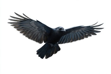 Fototapeta premium Majestic black raven in flight with outstretched wings against white background
