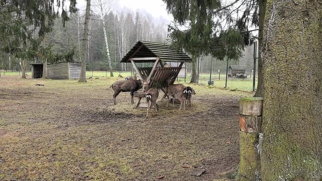 In a forest area, deer gather around a wooden feeder to eat. Trees surround the space, and the ground is muddy from recent rain. It is winter with a cloudy sky.