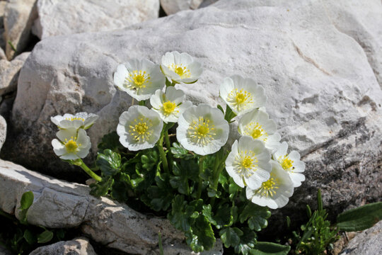 ciuffo di ranuncoli (ranunculus alpestris) tra bianche pietre dolomitiche
