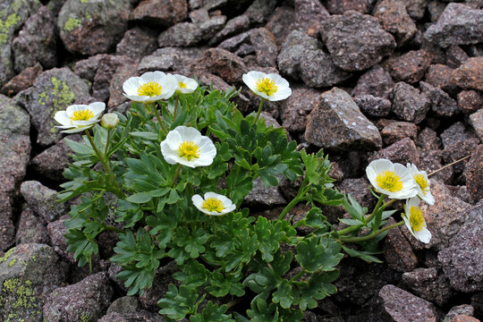 ranuncolo dei ghiacciai (ranunculus glacialis) su sfasciumi di porfido