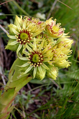 gialla infiorescenza del seprevivo di Wulfen (Sempervivum wulfenii)