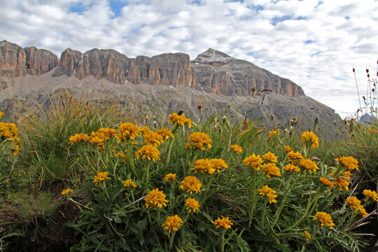fiori gialli di senecio (Senecio carniolicus) sullo sfondo del Piz Bo&egrave;
