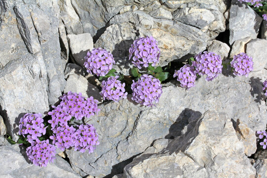 piccoli globi fioriti (Thlaspi rotundifolium) si affacciano tra le pietre