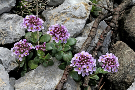 piccoli globi fioriti (Thlaspi rotundifolium) si affacciano tra le pietre