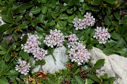 scure foglioline e pallidi fiori di Valeriana supina