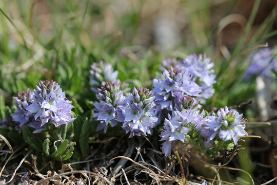 densi ciuffi di fiorellini celesti (Veronica prostrata)