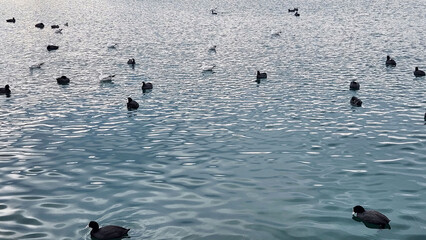 Eurasian coots swimming inside a small port lined with fisherman's shelters.