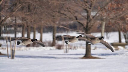 Fototapeta premium Canada geese in flight in a snow-covered park.