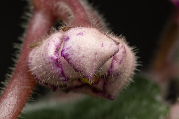 Obraz premium Knospe eines rosa blühenden Usambaraveilchens (Saintpaulia ionantha-Hybride)