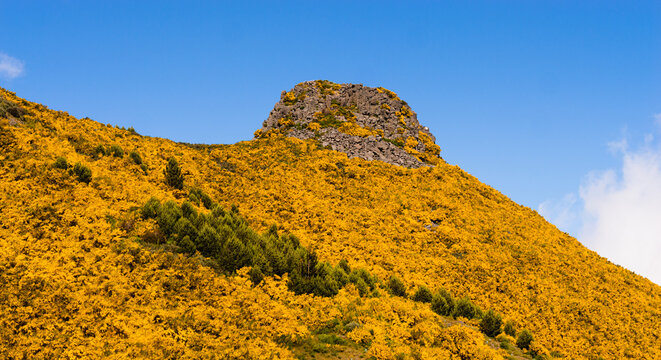 Spring on the isle of Madeira; mountain slope colored yellow by flowering broom (Cytisus scoparius) bushes