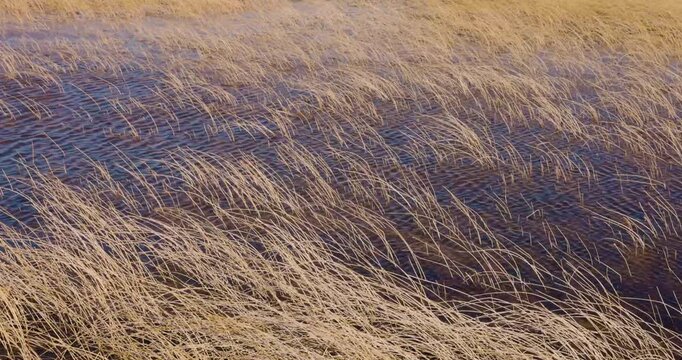 4K video; winter in south Patagonia, dry yellow reed moving in the wind, Chile