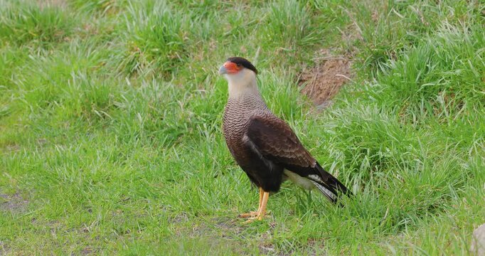 4K video; Crested Caracara (Caracara plancus) standing on a grassy hill in windy weather, Torres del Paine national park, Chile