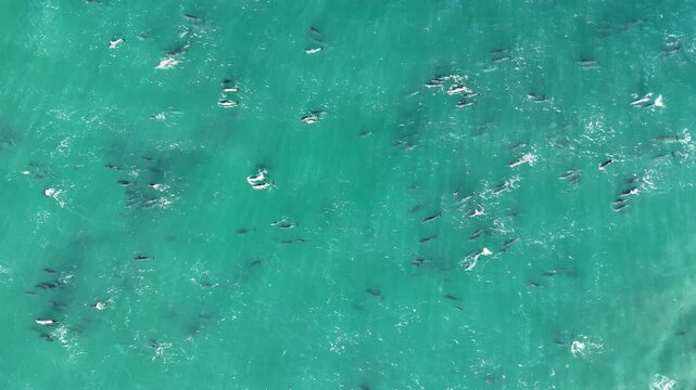 Aerial drone view of a dolphin pod hunting during the sardine run, powerful ocean waves and swirling bait balls forming dynamic natural patterns, capturing marine wildlife behavior and raw energy of