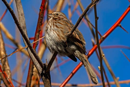 Song Sparrow in winter feathers fluffed