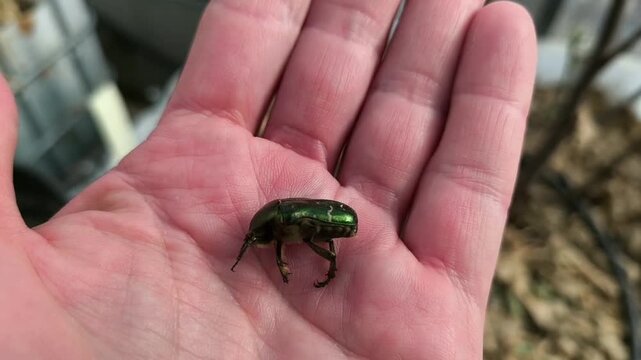 Close-up of a shiny Cetonia aurata (Rose Chaffer) crawling on a person's palm inside a greenhouse. Highlighting the beetle as both a garden visitor and a beneficial decomposer in permaculture