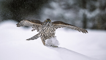 Northern goshawk (Astur gentilis) in winter