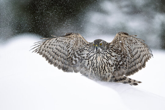 Northern goshawk (Astur gentilis) in winter