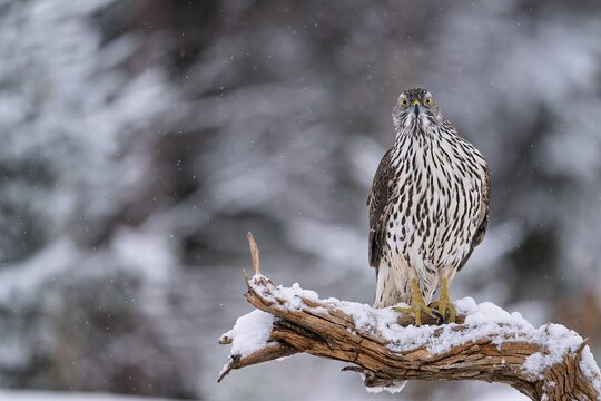 Northern goshawk (Astur gentilis) in winter
